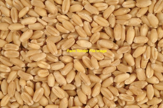 100mt Durum Wheat