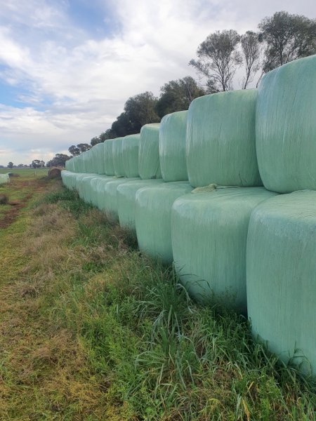 100 Bales of Oaten Silage