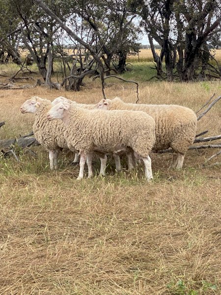 4 White Suffolk Rams