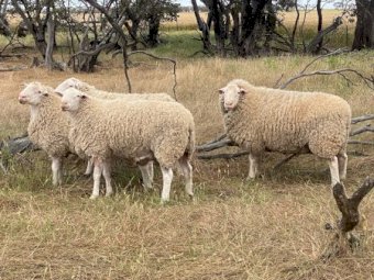 4 White Suffolk Rams