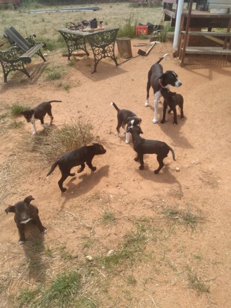 Collie x Kelpie Sheep Pups 10 weeks old. Give away