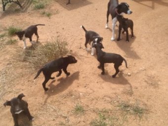 Collie x Kelpie Sheep Pups 10 weeks old. Give away