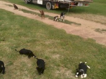 Collie x Kelpie Sheep Pups 10 weeks old. Give away