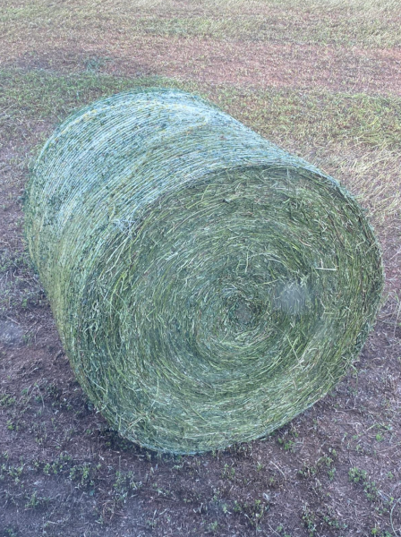 60 x Lucerne Silage 4x4 Bales (Wrapped x 6)