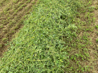 60 x Lucerne Silage 4x4 Bales (Wrapped x 6)