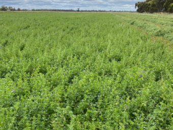 60 x Lucerne Silage 4x4 Bales (Wrapped x 6)