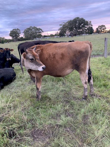 Jersey short horn cross. Pet very friendly