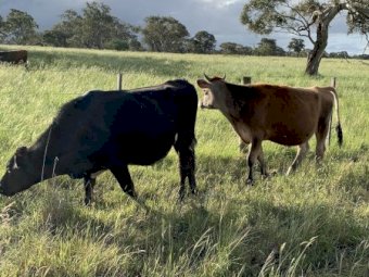 Jersey short horn cross. Pet very friendly