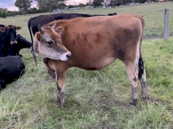 Jersey short horn cross. Pet very friendly