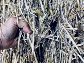 500mt Oaten Hay 540kg 8x4x3 Bales