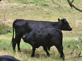 Dexter Cattle with Calves at foot