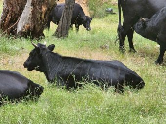 Dexter Cattle with Calves at foot