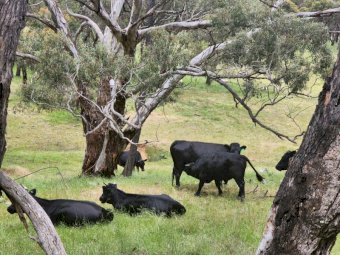 Dexter Cattle with Calves at foot