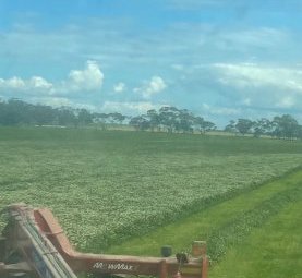 300 x Ryegrass / Balansa Hay 500kg 5x4 Rolls (New Season 22/23)