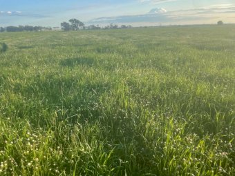 300 x Ryegrass / Balansa Hay 500kg 5x4 Rolls (New Season 22/23)