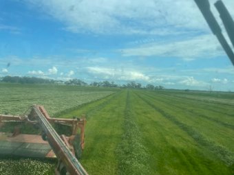 300 x Ryegrass / Balansa Hay 500kg 5x4 Rolls (New Season 22/23)