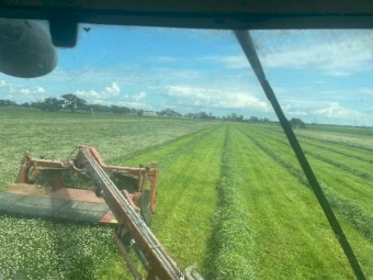 300 x Ryegrass / Balansa Hay 500kg 5x4 Rolls (New Season 22/23)