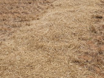 40mt Barley Straw 500kg 8x4x3 Bales (New Season 22/23)