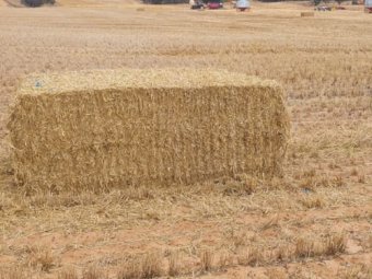 40mt Barley Straw 500kg 8x4x3 Bales (New Season 22/23)