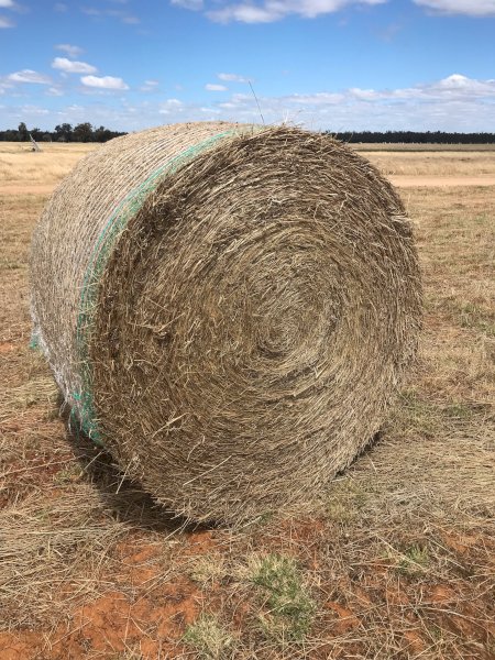 350 New Season Rye/Clover Rolls