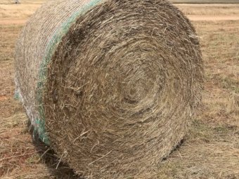 350 New Season Rye/Clover Rolls