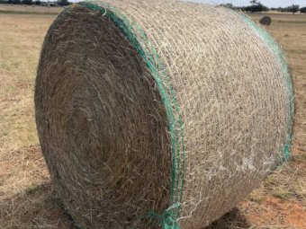 350 New Season Rye/Clover Rolls