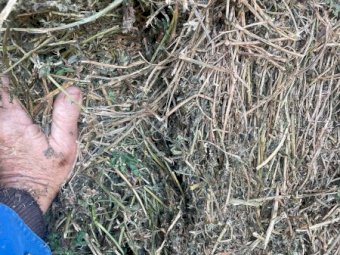60mt Lucerne Hay 480kg 8x4x3 Bales