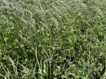 Ryegrass/Clover Hay