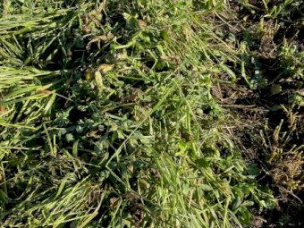 Ryegrass/Clover Hay