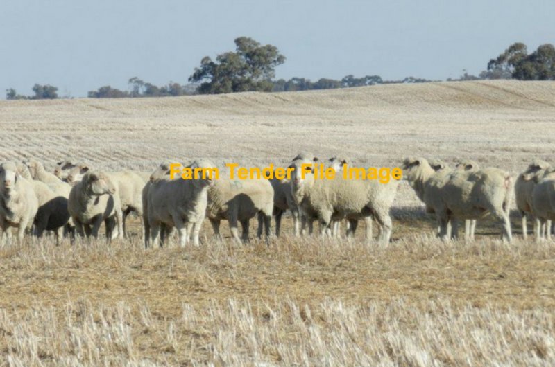 WANTED  Crop Stubbles - Profit Share for Lambs