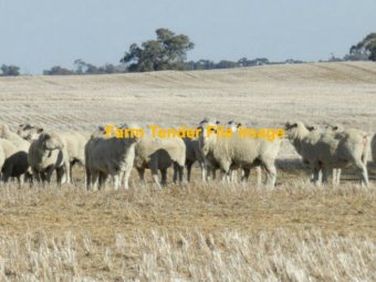 WANTED  Crop Stubbles - Profit Share for Lambs
