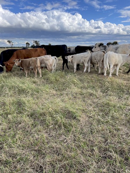 10 BEEF X COWS AND CHAROLAIS CALVES