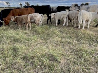 10 BEEF X COWS AND CHAROLAIS CALVES