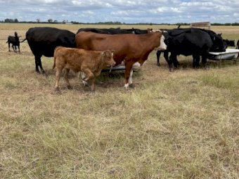 10 BEEF X COWS AND CHAROLAIS CALVES