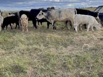 10 BEEF X COWS AND CHAROLAIS CALVES