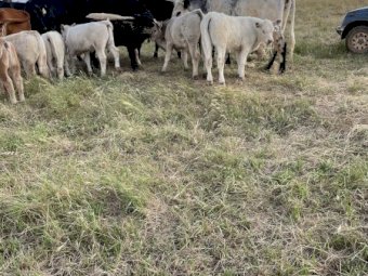 10 BEEF X COWS AND CHAROLAIS CALVES