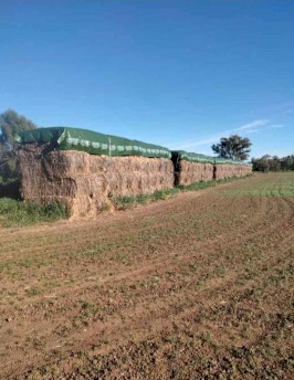 100 x Oaten Hay 350kg 8x4x3 Bales