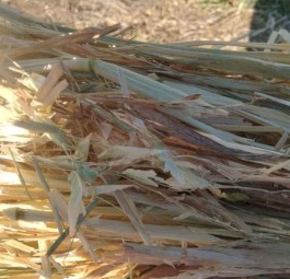 100 x Oaten Hay 350kg 8x4x3 Bales