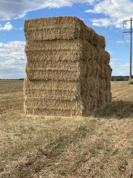 Beardless Wheaten Hay with Rye Grass 8x4x3 Bales