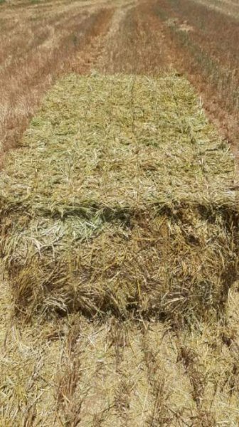 100mt Oaten Hay 650kg 8x4x3 Bales (New Season 22/23)