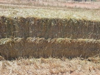 100mt Oaten Hay 650kg 8x4x3 Bales (New Season 22/23)