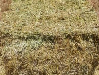 100mt Oaten Hay 650kg 8x4x3 Bales (New Season 22/23)