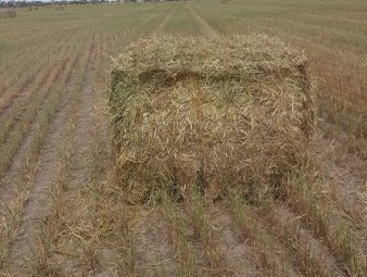 100mt Oaten Hay 650kg 8x4x3 Bales (New Season 22/23)
