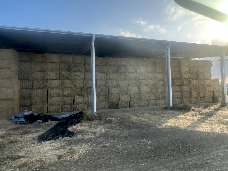 300 mt Rhodes Grass Hay