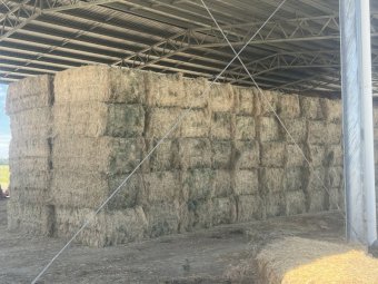 300 mt Rhodes Grass Hay