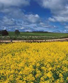 **Don't Miss Out** Granulock SS finally restocked after 2 years. Ex Newcastle