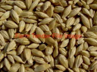 200mt BAR1 Barley