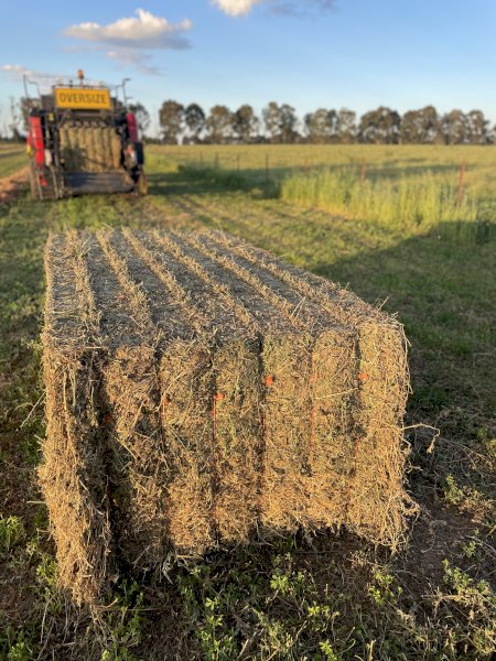 50mt Lucerne Hay 8x4x3 Bales (New Season 22/23)