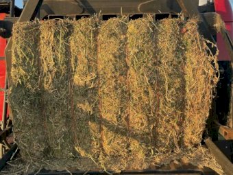 50mt Lucerne Hay 8x4x3 Bales (New Season 22/23)