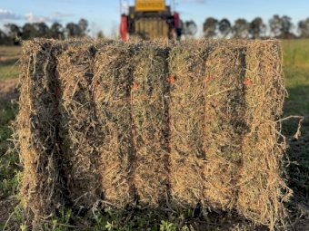 50mt Lucerne Hay 8x4x3 Bales (New Season 22/23)